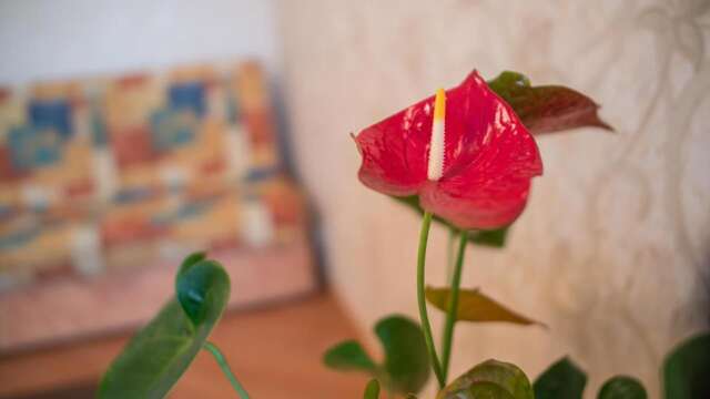 Апартаменты 2-комнатная квартира в центре на Кирова 48 Брест-14